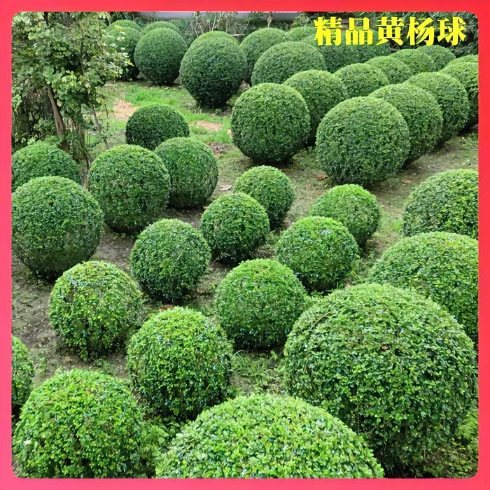 庭院绿篱植物围墙围栏小叶黄杨树苗瓜子黄杨球盆景四季常青冬青