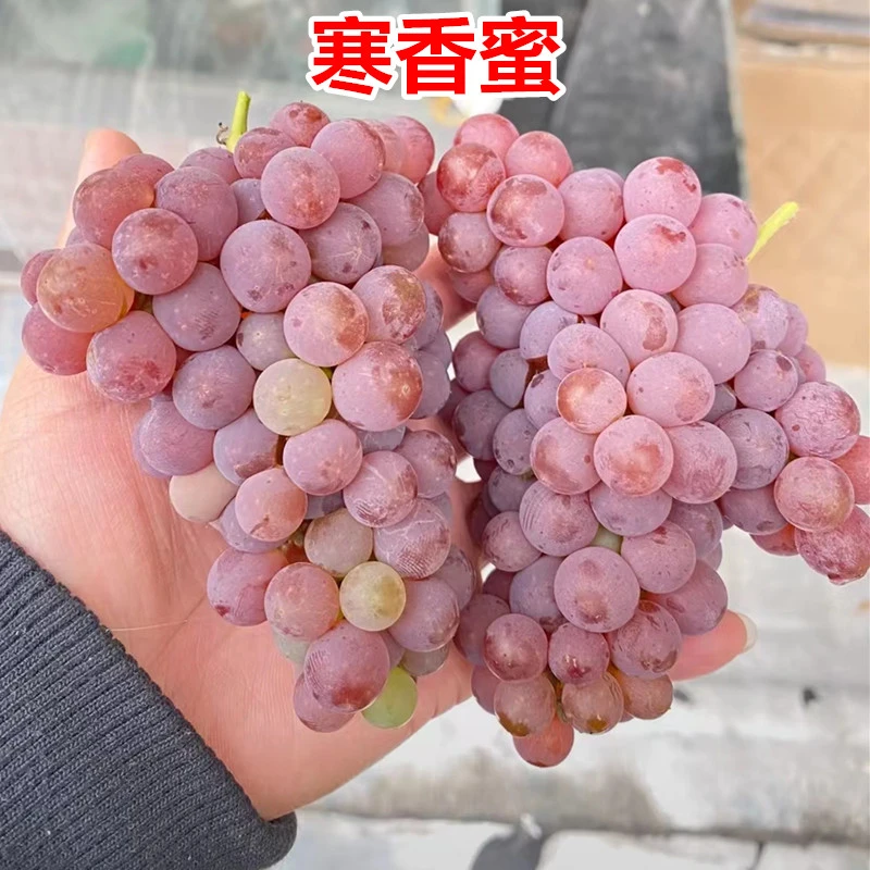 寒香蜜葡萄苗小苗葡萄苗树苗果树苗南北方种植地栽盆栽爬藤阳台