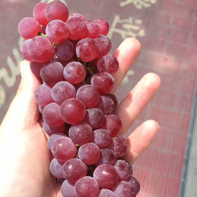 吉娃娃玫瑰露金红娃葡萄苗葡萄树苗果树苗南北方种植地栽盆栽爬藤