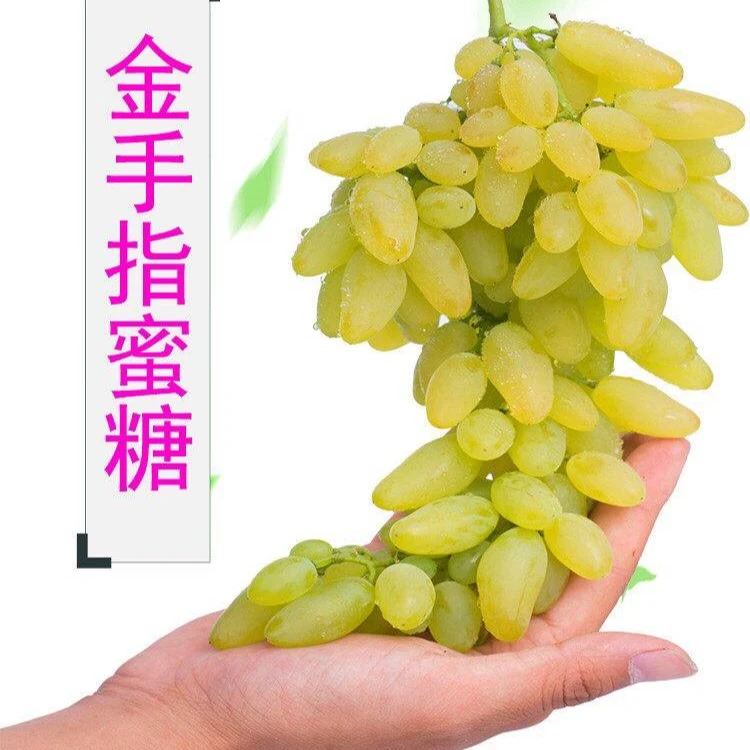 金手指葡萄苗葡萄树苗果树苗南方北方种植地栽盆栽爬藤阳台