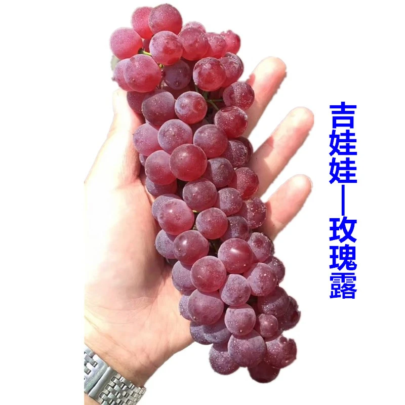 寒香蜜吉娃娃玫瑰露葡萄苗果树苗南北方种植地栽盆栽爬藤阳台