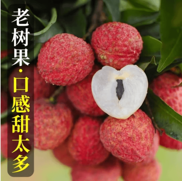 招牌玉荷包荔枝 480-500g