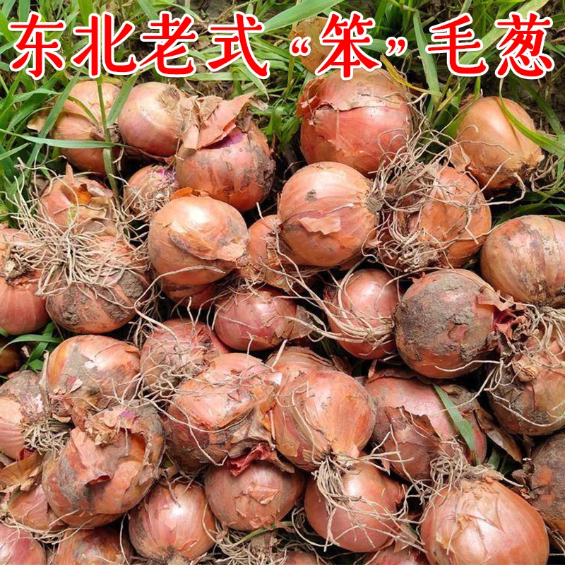 东北毛葱头鲜嫩鬼葱农村土笨毛葱蘸酱菜3斤5斤种子栽子大头种植籽