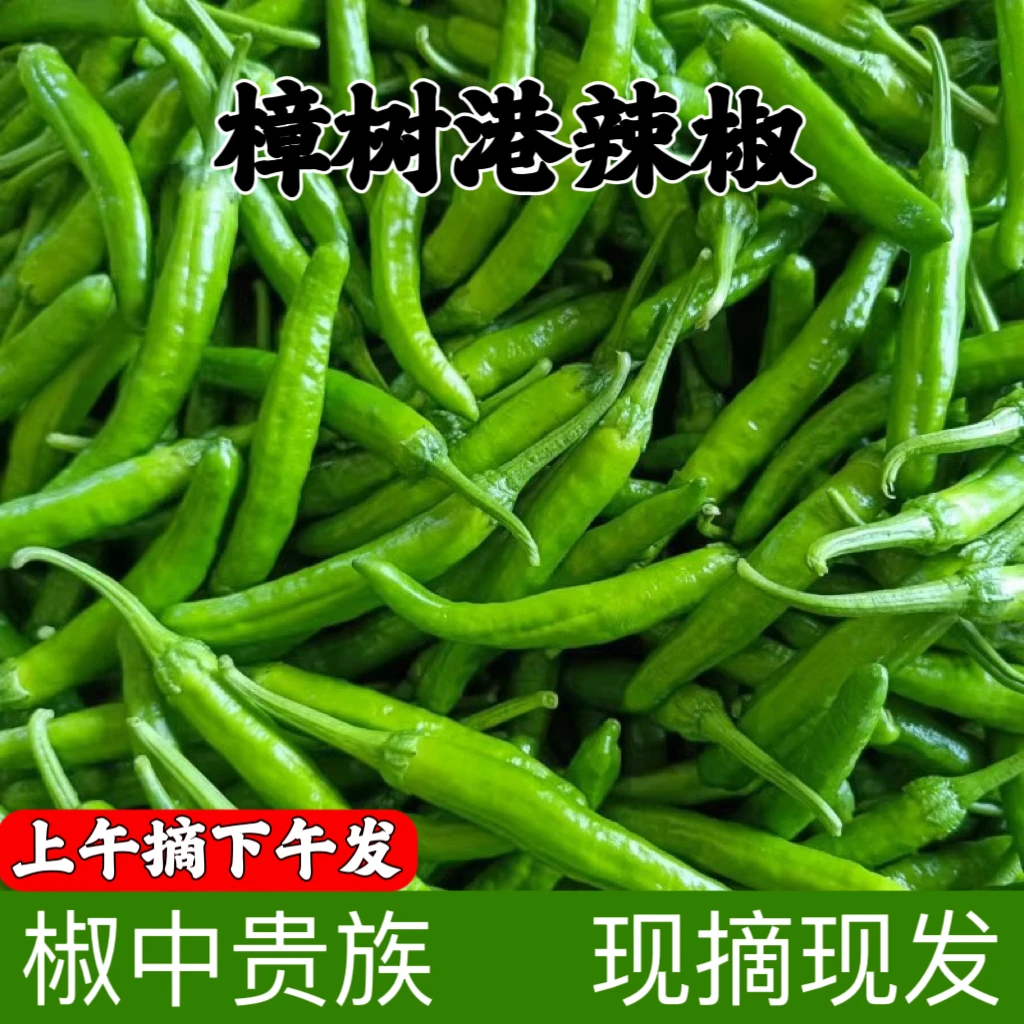 【皮薄肉嫩】正宗湖南樟树港辣椒新鲜爆辣微辣小青椒辣椒5斤产地发