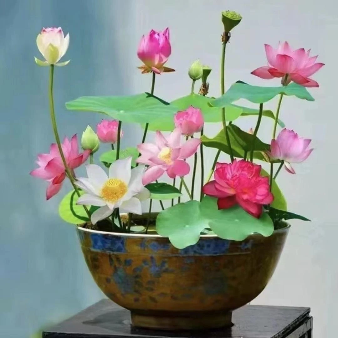 碗莲水培植物花卉室内花好养四季开花种子籽水养荷花盆栽睡莲简单