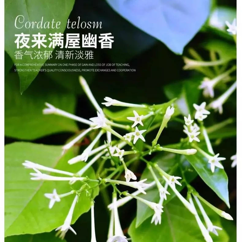 花园传说夜来香种子芳香白色产地黄色花卉发芽播种
