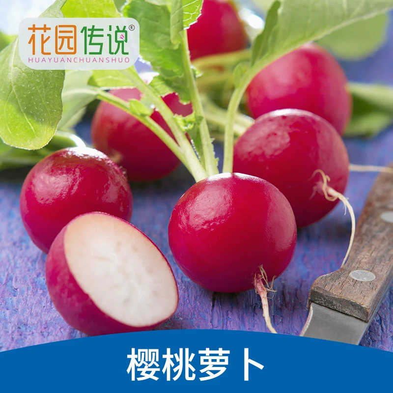 花园传说樱桃萝卜种子种籽水果樱桃小萝卜籽菜籽四季盆栽蔬菜种孑