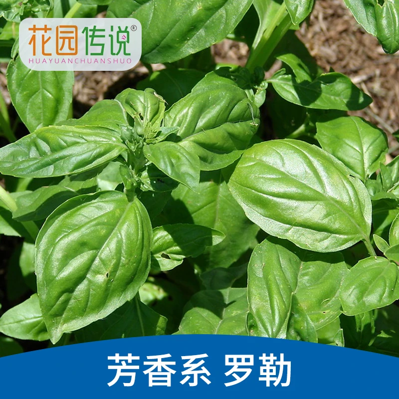 花园传说特大罗勒种子可食用香料植物牛排意面披萨草香料西餐调料