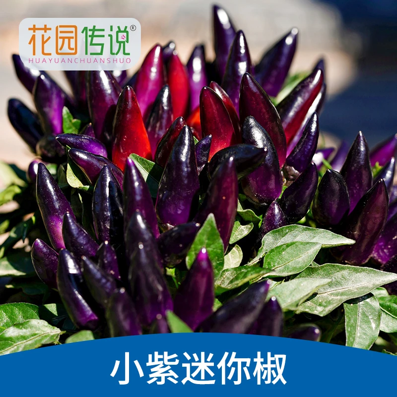 花园传说小紫迷你椒种子紫彩椒种籽小紫尖椒种子阳台盆栽蔬菜种孑