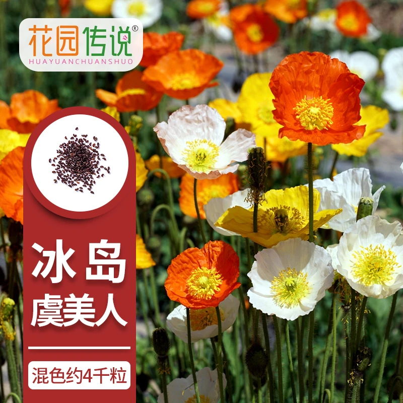 【直播专享】冰岛虞美人花种籽子冬季耐寒开花发芽室外四季花卉种子