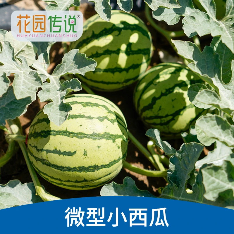 花园传说微型小西瓜种子蜂蜜盆栽农田蔬菜水果皮薄高糖盆栽西瓜籽