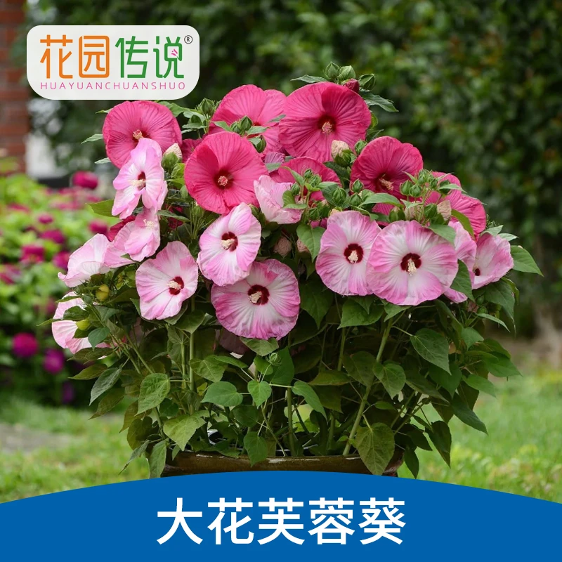 大花芙蓉葵秋葵种子草芙蓉多年生花期草花阳台四季庭院花卉种子