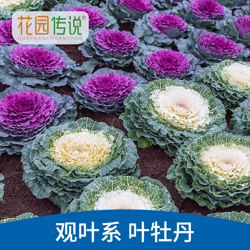 【蓝气球】花园传说混色羽衣甘蓝种子【新升级包装】观花观叶四季种植