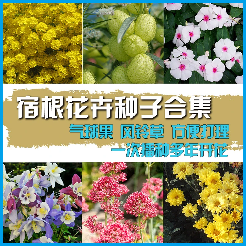 花园传说花卉种子多年生合集七彩四季开花易活庭院野花花种子大全