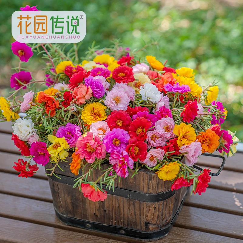 花园传说重瓣太阳花种子1万粒花籽春季播种发芽生长快