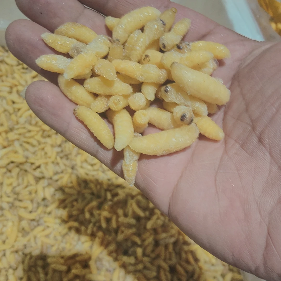 云南野生蜂蛹树蜂葫芦蜂马蜂一二级混合顺包邮500g