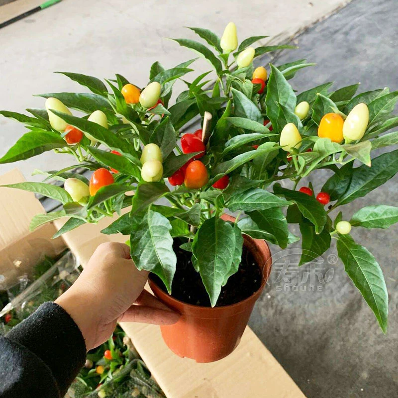 七彩辣椒盆栽带果观赏食用年宵花多彩辣椒种苗阳台室内种植