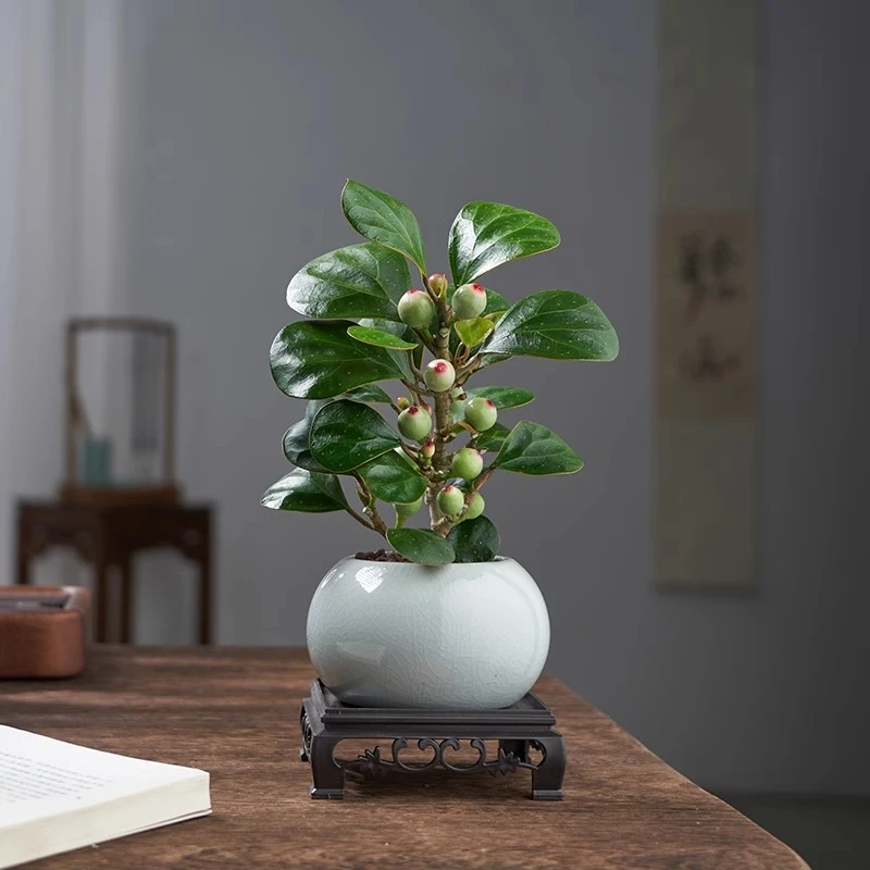 小盼菩提树盆栽带果绿植室内金叶禅意盆景办公室花卉植物桌面摆件