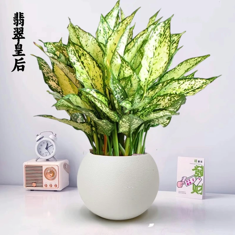 翡翠皇后花叶万年青盆栽办公室内桌面客厅净化空气吸甲醛绿植花卉