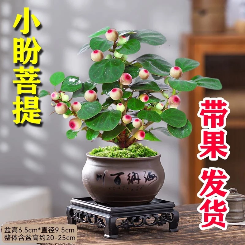 禅意小盼菩提树盆景盆栽好养室内书房办公室内绿植新中式茶桌盆栽