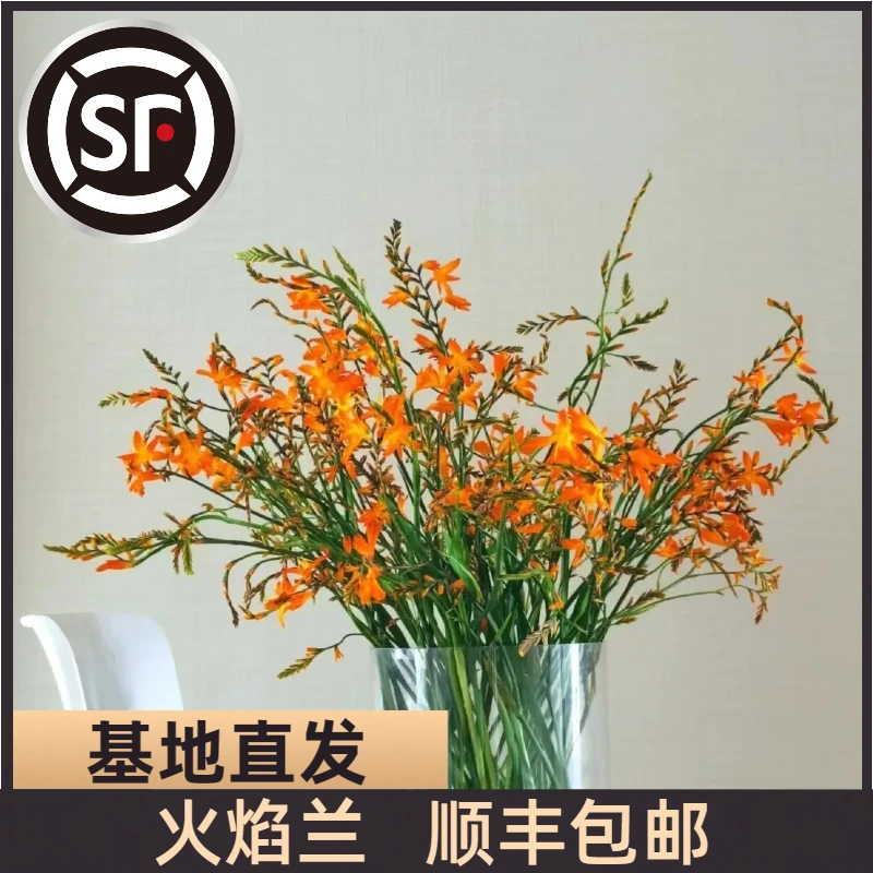 【顺丰包邮】火焰兰鲜花 基地直发（零下五度地区慎拍，冻伤不售后）