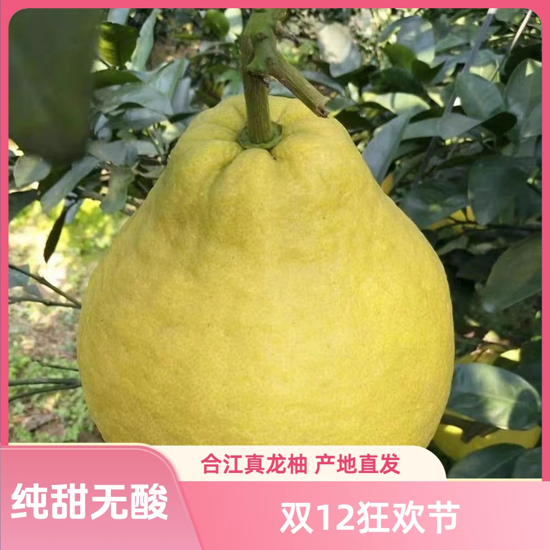 精品正宗合江真龙柚 纯甜水分充足 泸州特产 产地直销 现摘现发