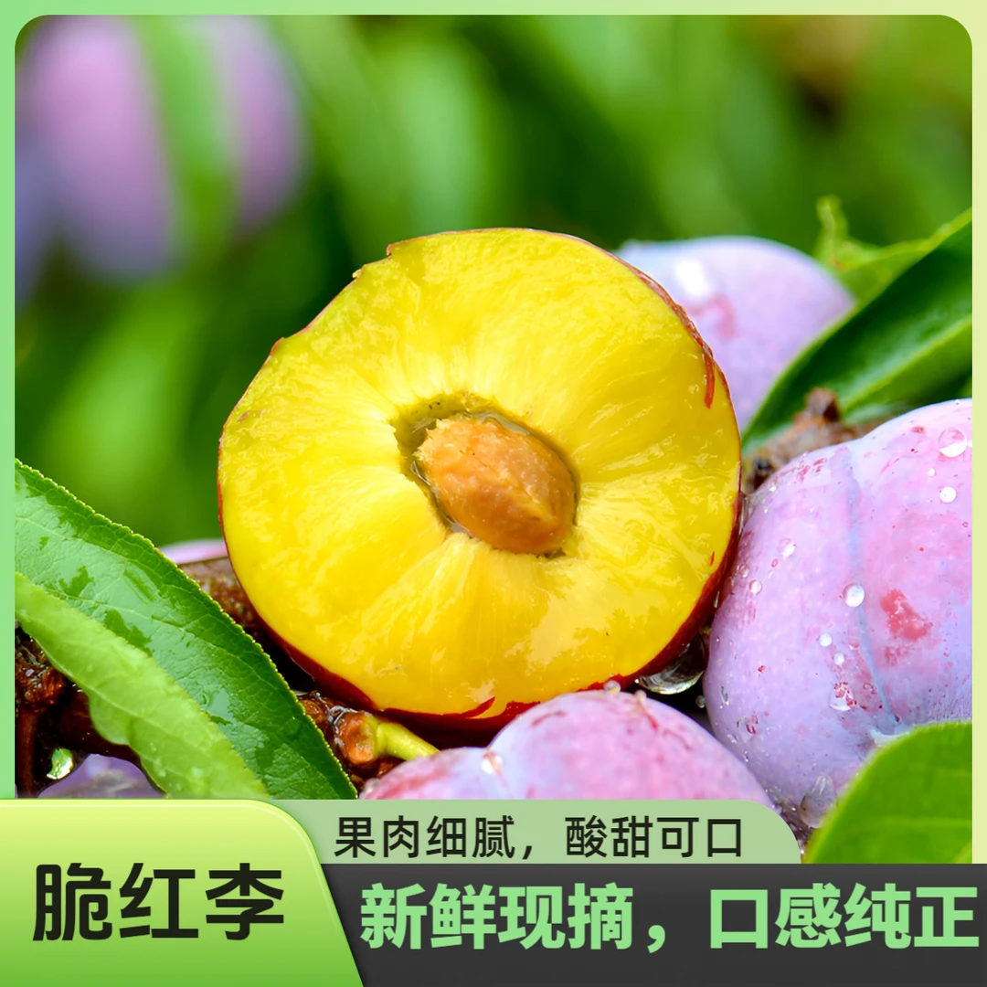 李子四川脆红青红脆李新鲜水果脱骨青脆李子半边红茵红多汁脆甜