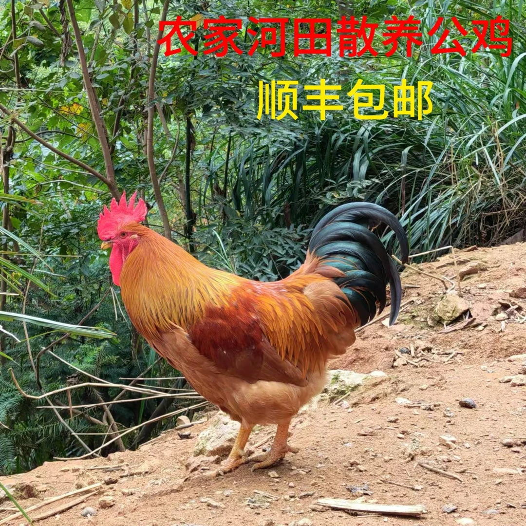河田大公鸡土鸡农家散养走地鸡带脚钉河田公鸡