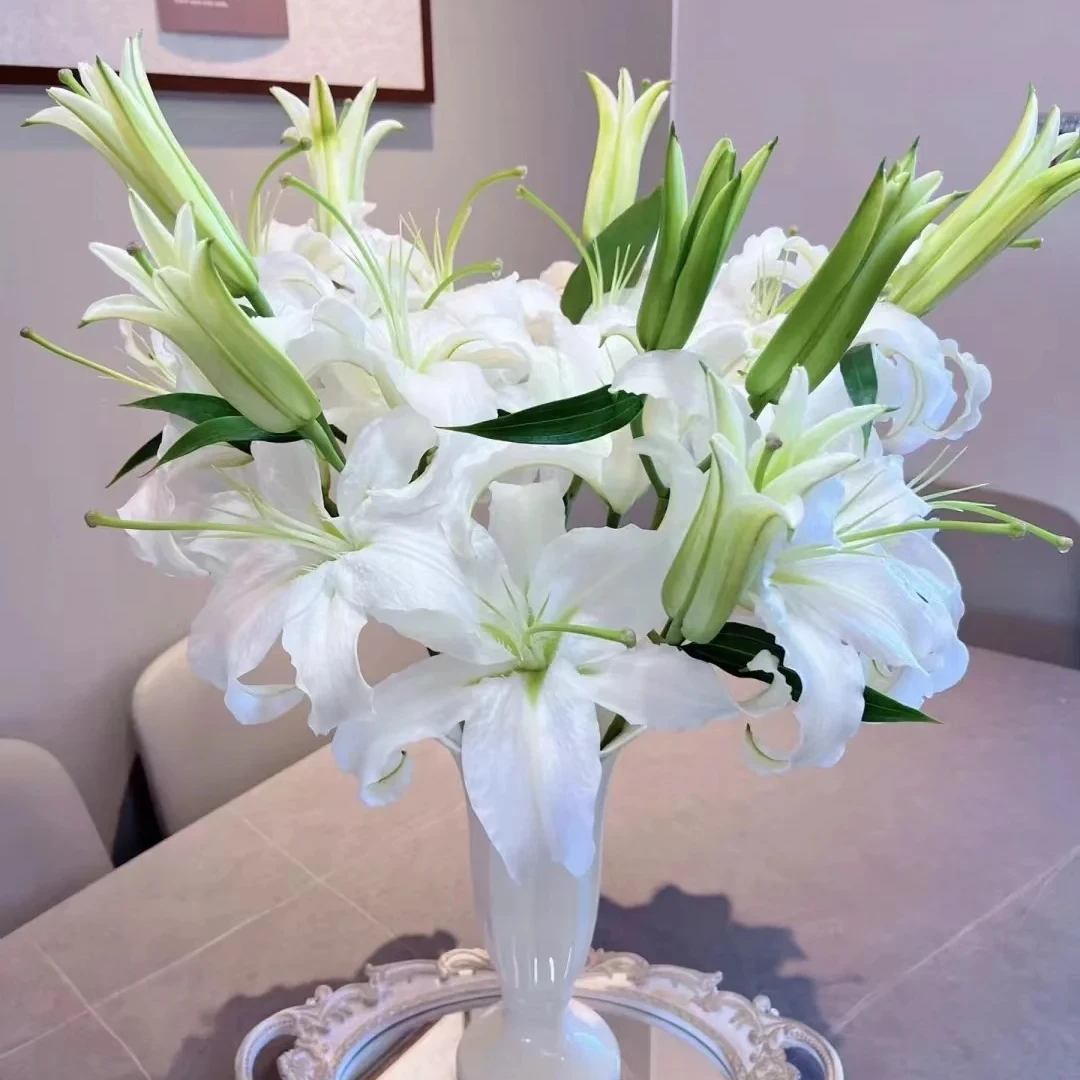 【云花花卉】西伯利亚香水百合 任意2单包邮 发货后不支持退款