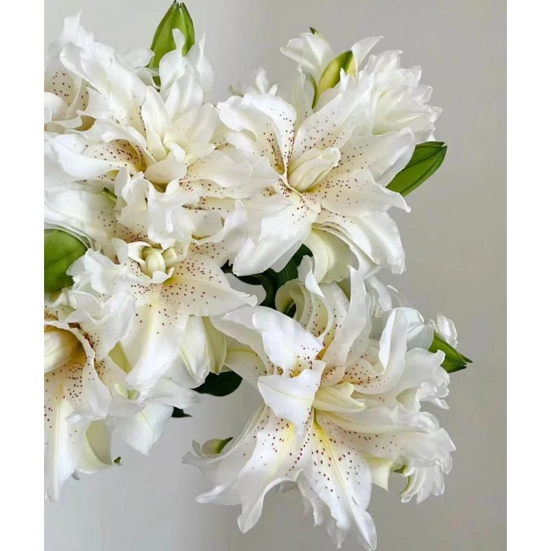 【云花花卉】白拉菲重瓣百合 云南基地现采现发 一单也包邮
