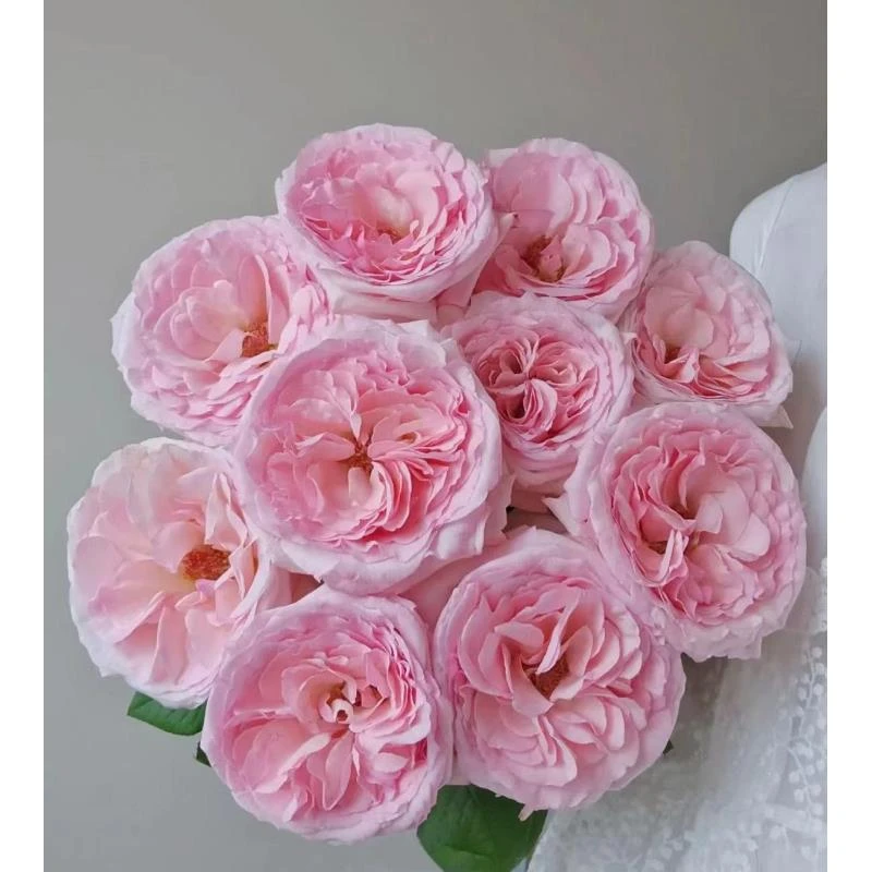 【粉荔枝玫瑰】任意两单升级顺丰冷链 云南基地现采现发 一单也包邮