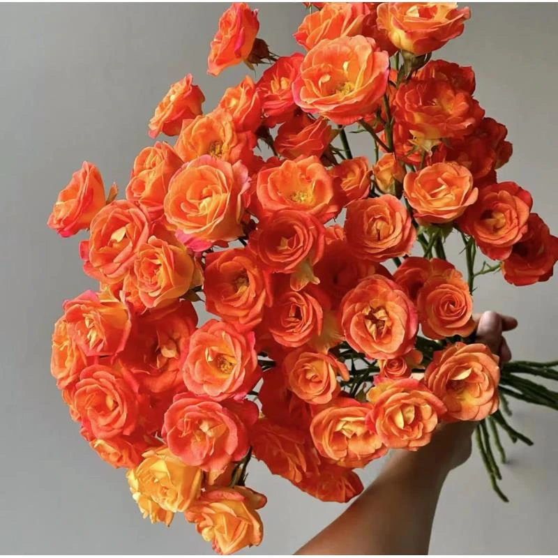 【狂欢泡泡玫瑰】任意两单顺丰包邮 云南基地现采现发 一单中通