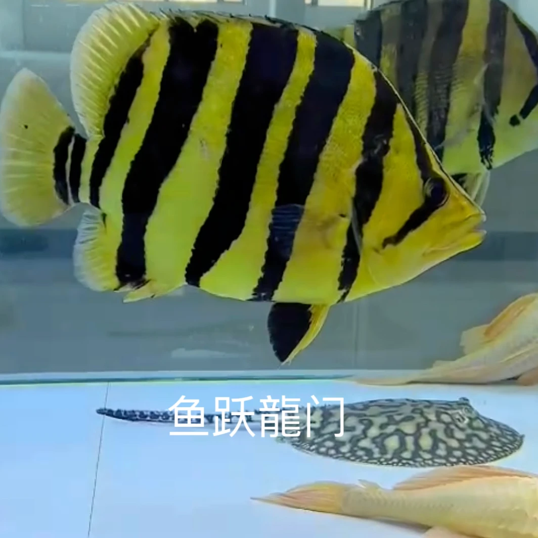 苏门答腊虎印尼虎鱼观赏鱼