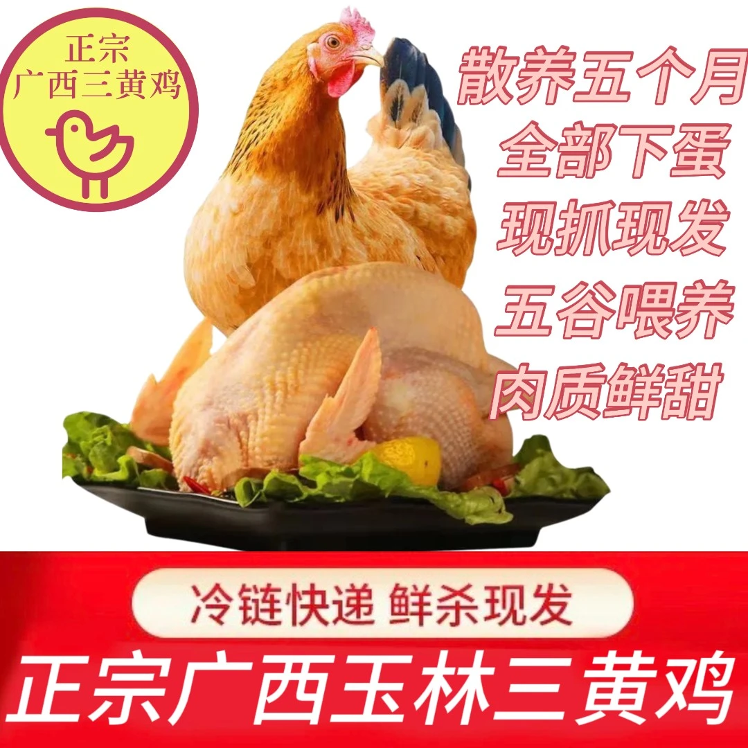 正宗广西三黄鸡 肉质鲜甜 带内脏 现宰现发 两只装
