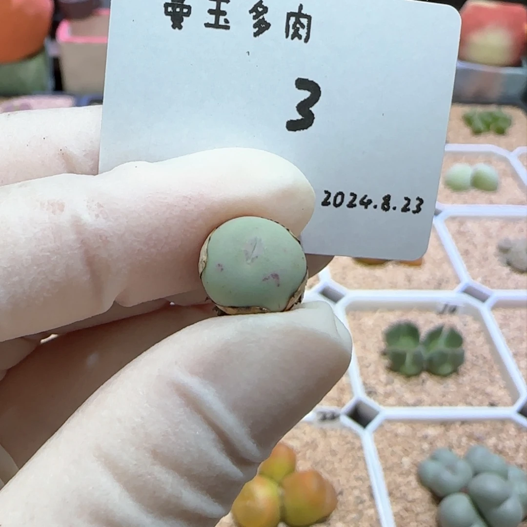 多肉多肉多肉8.23-003 海豚嘴
