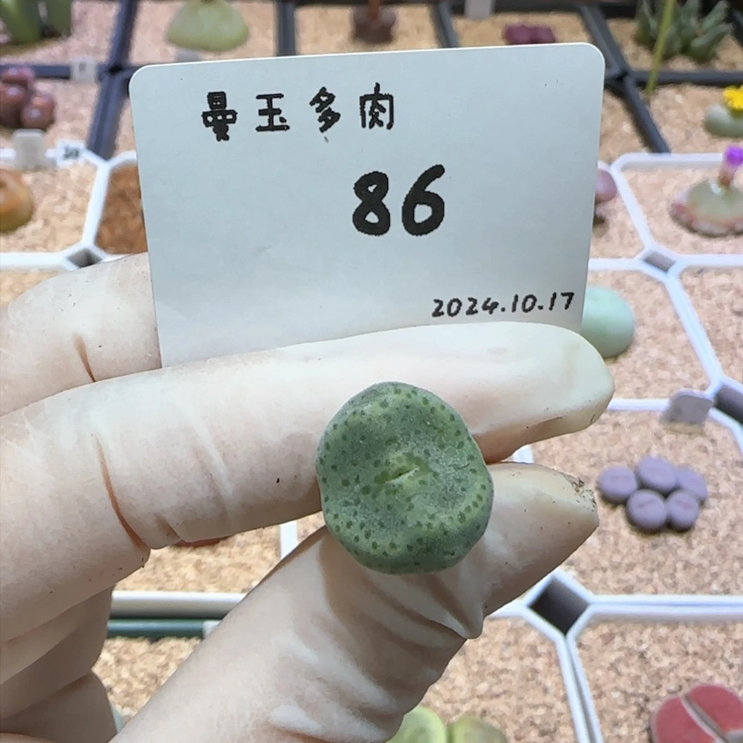 白**尔多肉多肉多肉10.17-086