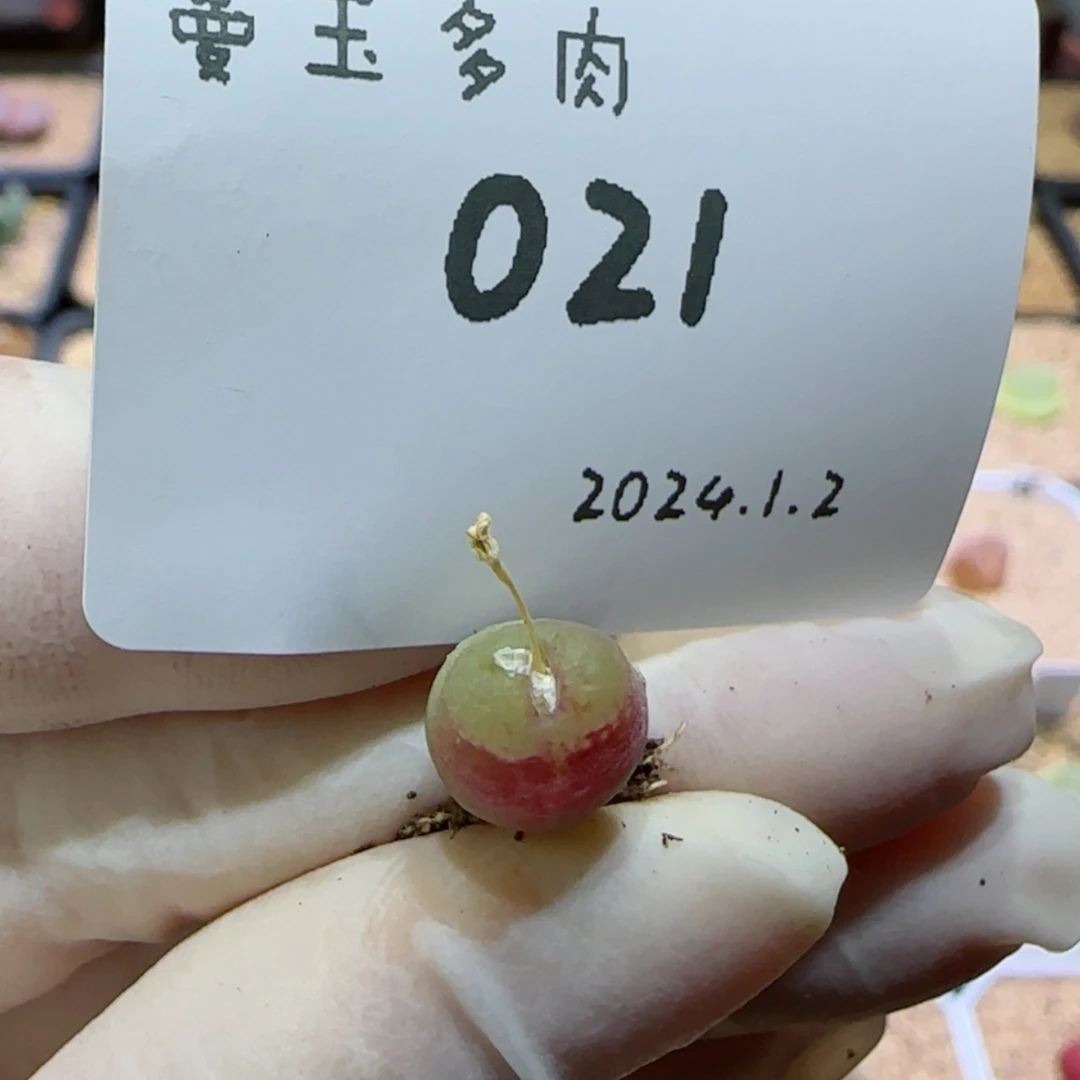 【闪购商品】1.2-021雪茄