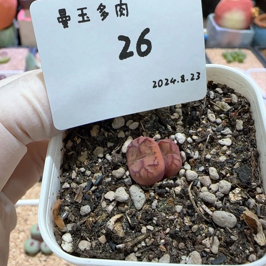 z****5多肉多肉多肉8.23-026