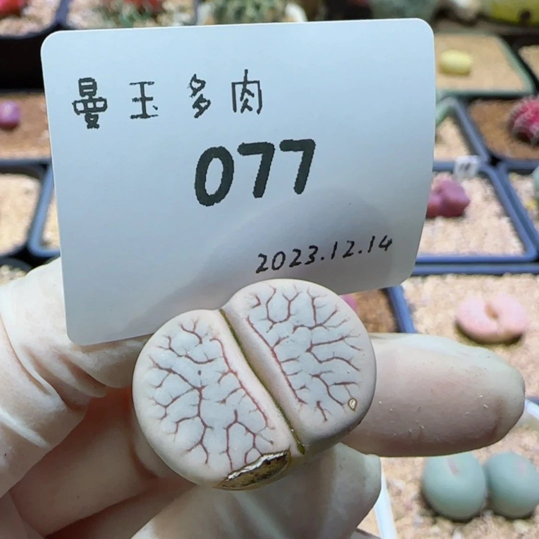 【闪购商品】12.14-077