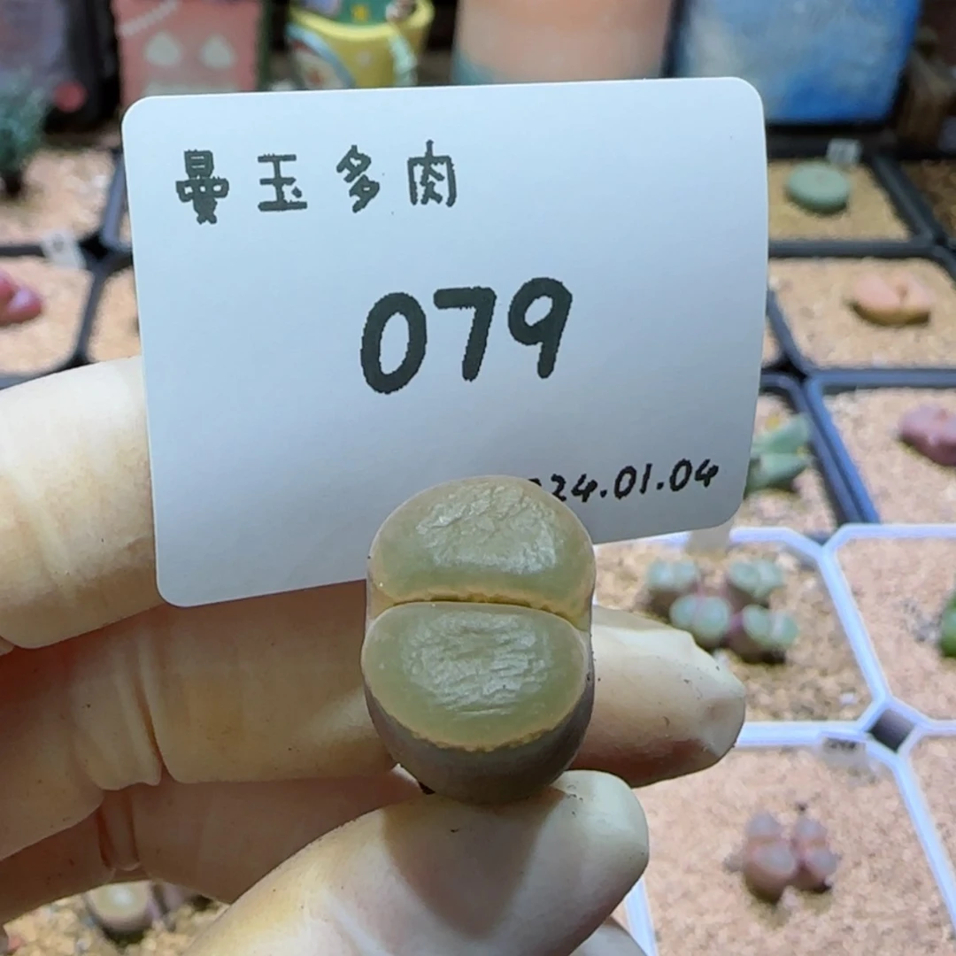 【闪购商品】呼*1.4-079呼呼