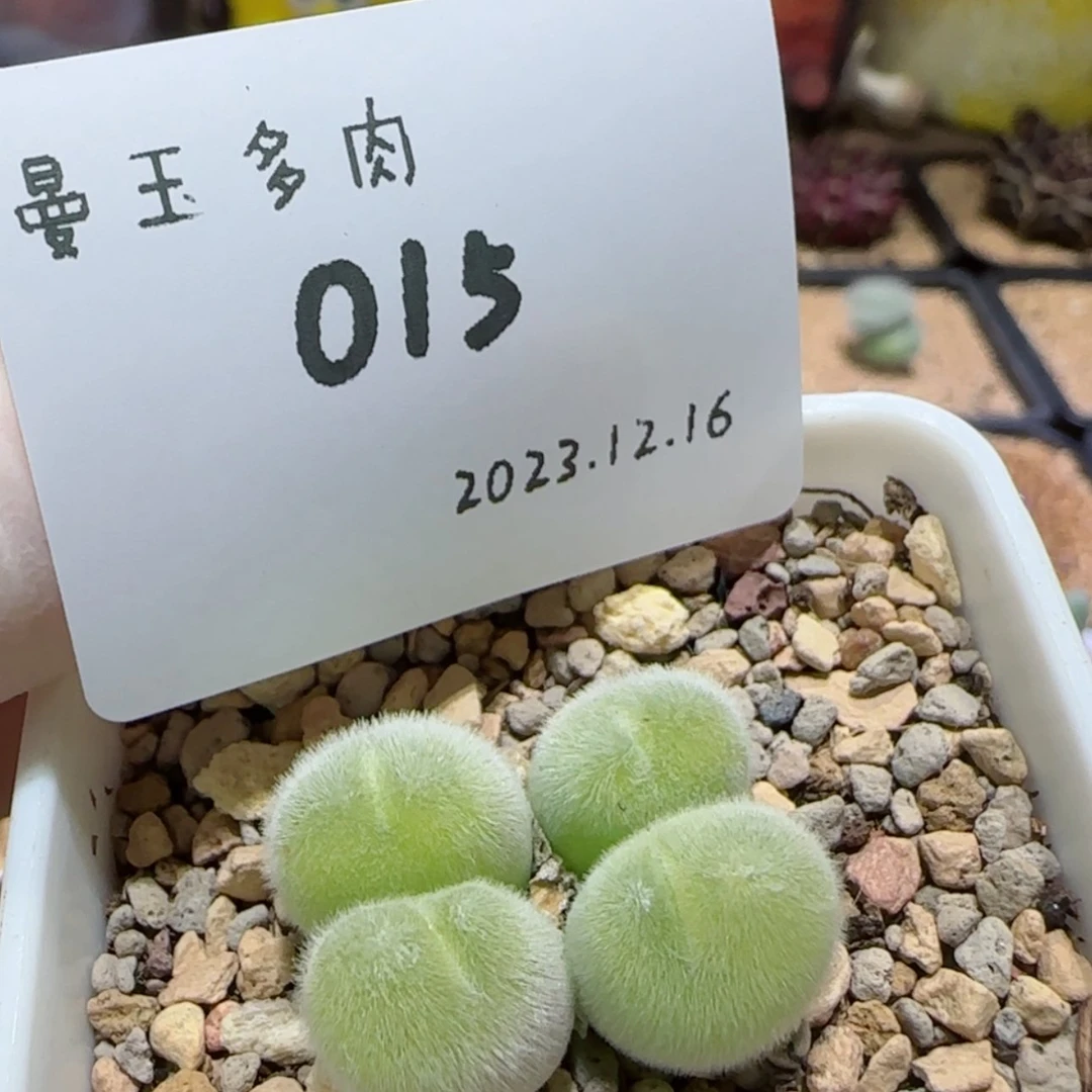 【闪购商品】S**s12.16-015SSss