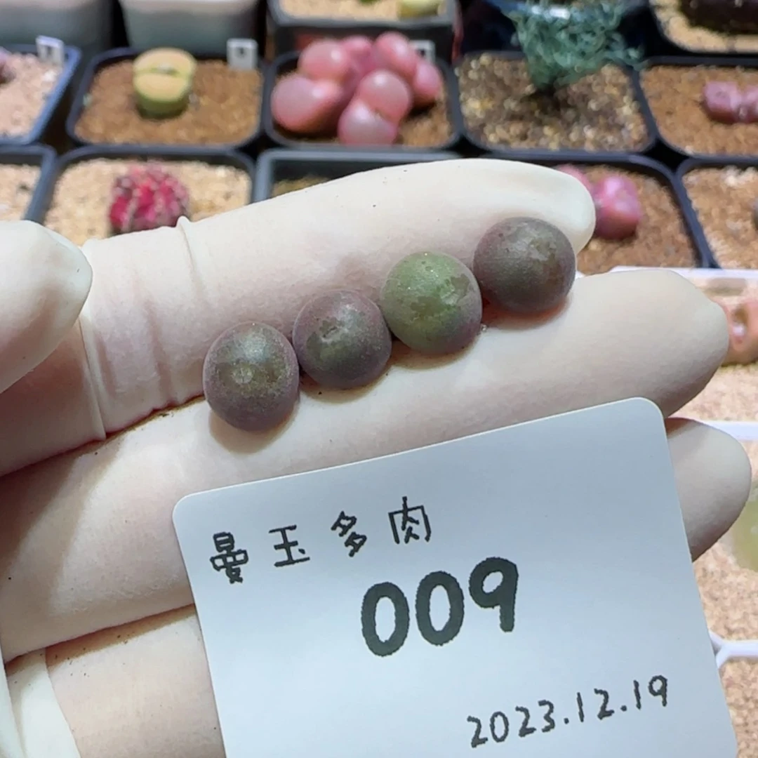 【闪购商品】S**s12.19-009 SSss
