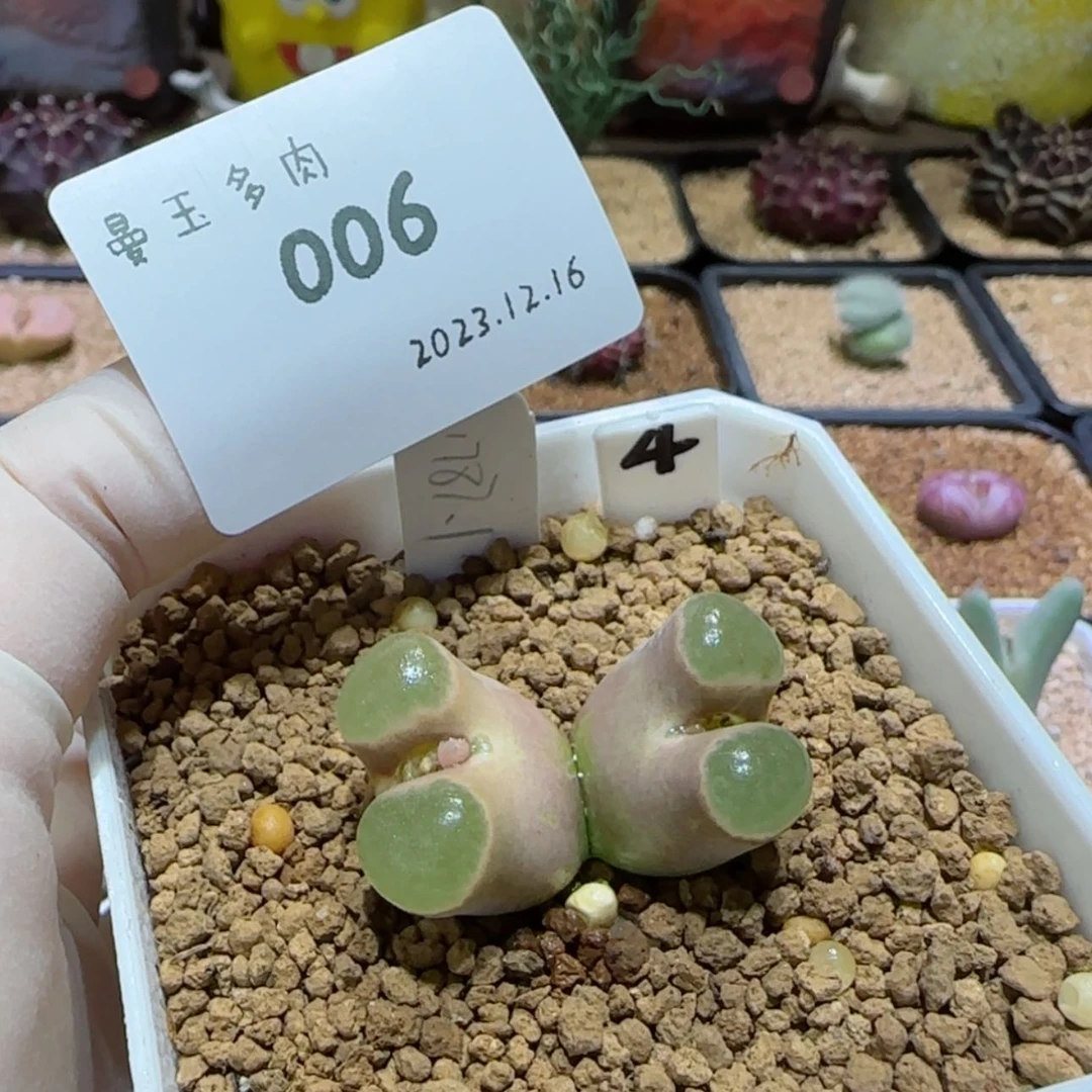 【闪购商品】一***儿12.16-006小王儿