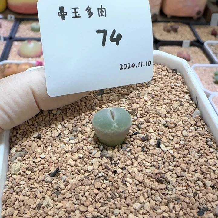 污****?多肉多肉多肉11.10-074