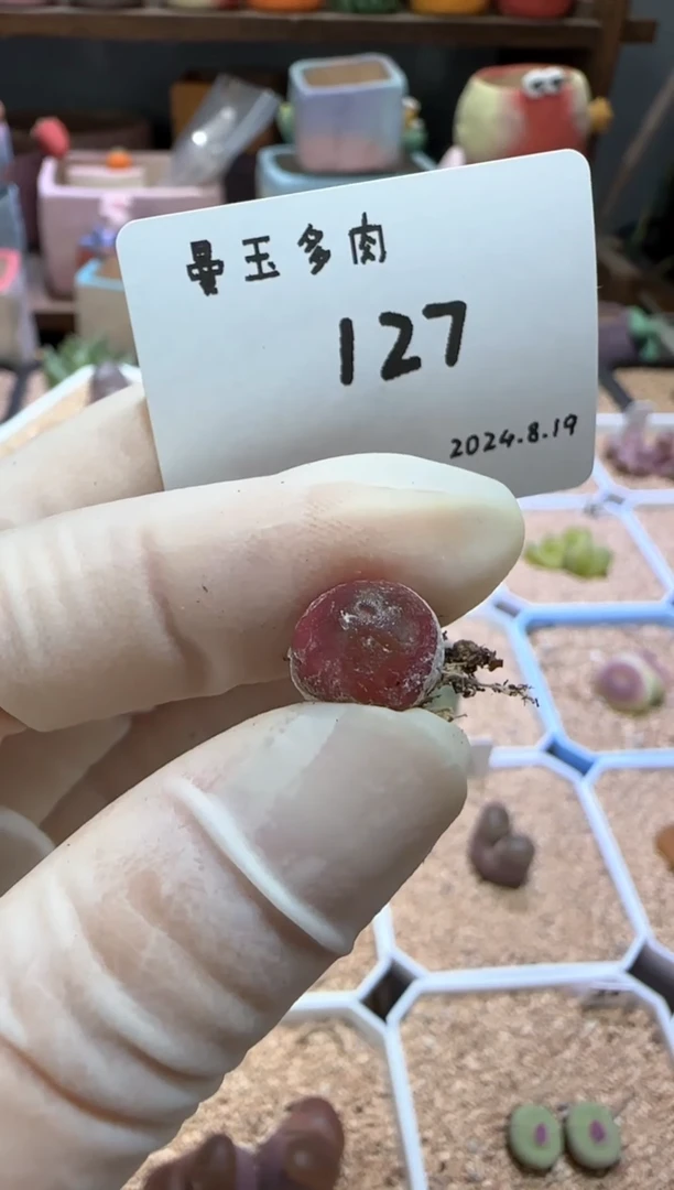 【闪购商品】8.19-127