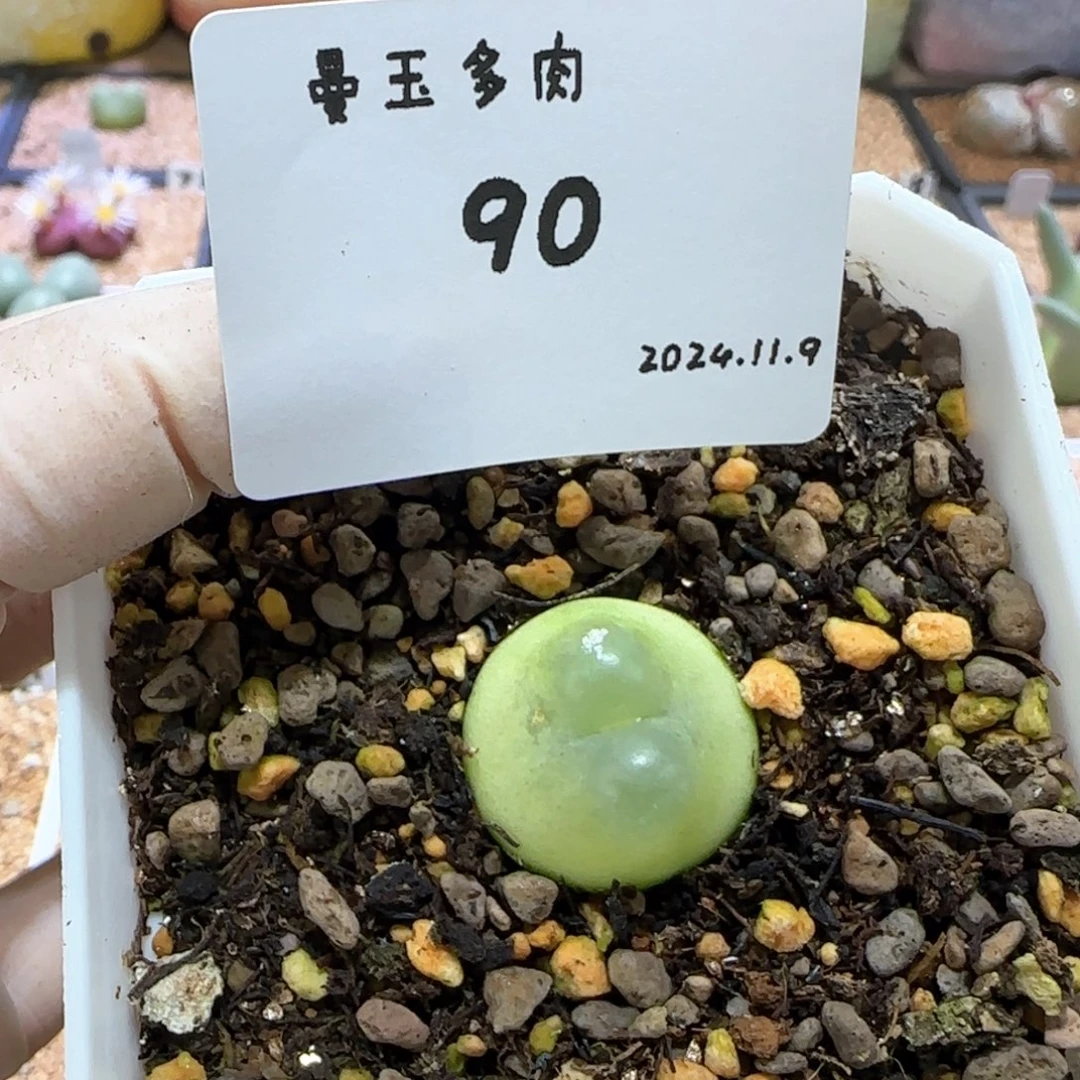 一***喵多肉多肉多肉11.9-090