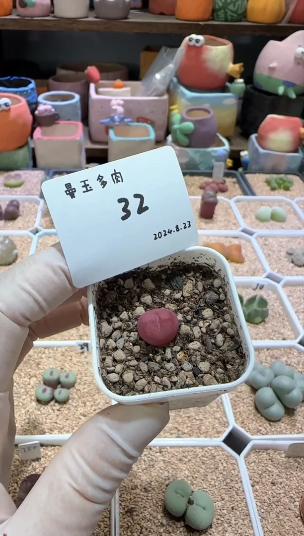 【闪购商品】8.23-32笑脸