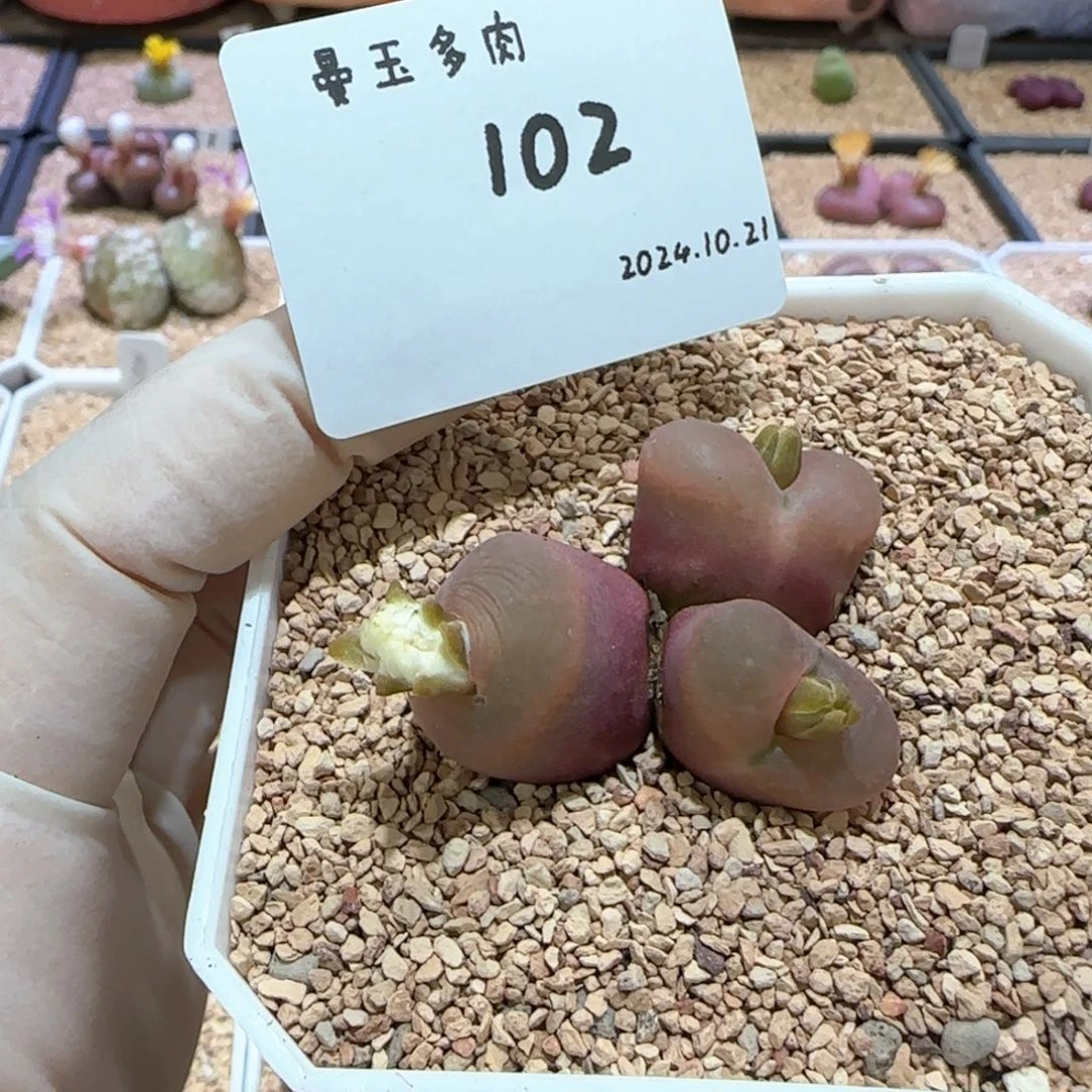 Q****8多肉多肉多肉10.21-102