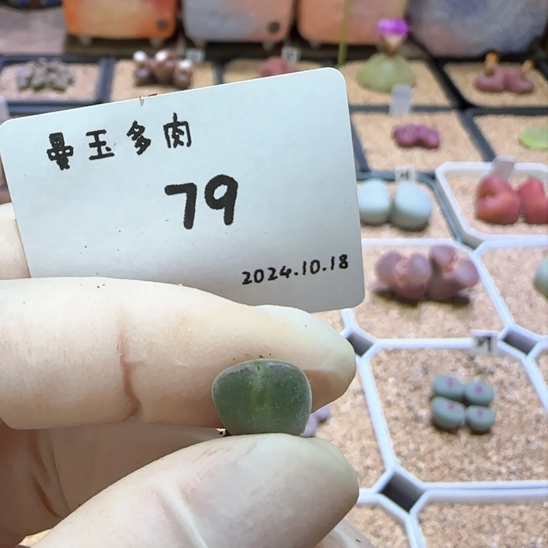 小*多肉多肉多肉10.18-079