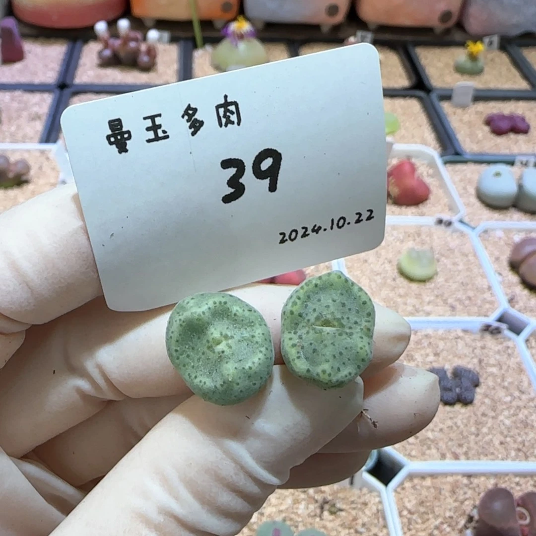 m*z多肉多肉多肉10.22-039